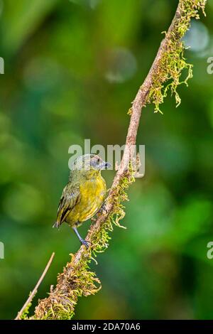 Eufonia, Euphonia xantogaster, Foresta pluviale tropicale, Costa Rica, America Centrale, America Foto Stock