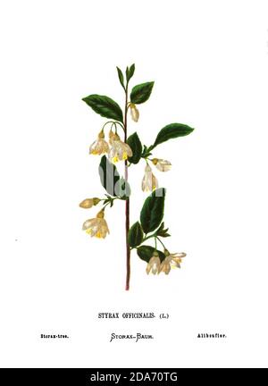 StoRAX tree (Styrax officinalis) una specie di arbusto della famiglia Styracaceae. Dal libro fiori selvatici della Terra Santa: Cinquantaquattro tavole stampate a colori, disegnate e dipinte dopo la natura. Da Hannah Zeller, (Gobat); Tristorm, H. B. (Henry Baker), e Edward Atkinson, pubblicato a Londra da James Nisbet & Co 1876 su sfondo bianco Foto Stock