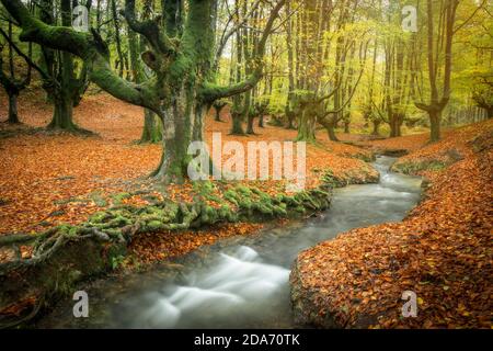 autunno verde faggeta foresta otzarreta fiume Foto Stock