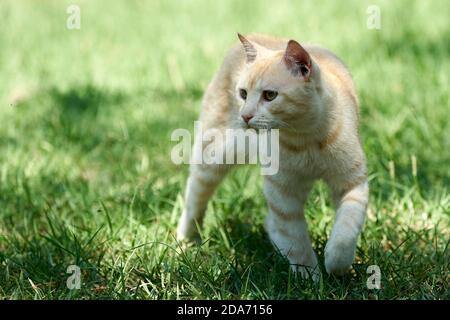 giovane gatto rosso che cammina in un prato Foto Stock