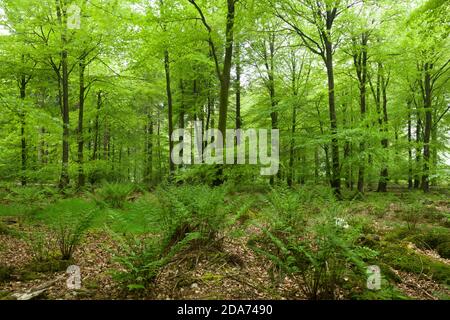 Broad Buckler Ferns (Dryopteris dilatata) in un bosco di faggio in primavera a Stockhill Wood nelle colline Mendip, Somerset, Inghilterra. Foto Stock