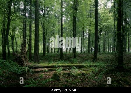 Un albero caduto in un bosco di faggio a Stockhill Wood nelle colline di Mendip, Somerset, Inghilterra. Foto Stock