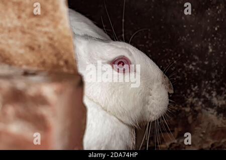 Un simpatico coniglio bianco con occhi rossi. Foto Stock
