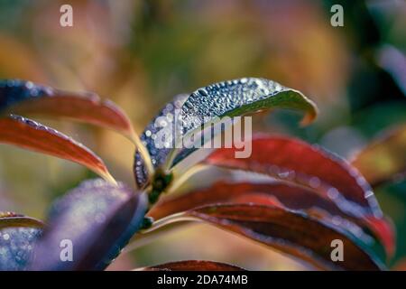 gocce d'acqua sulla foglia d'autunno Foto Stock