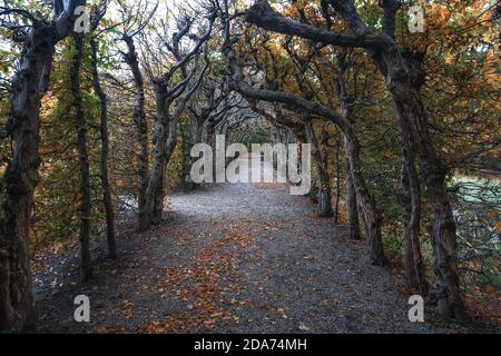 Arcen, Paesi Bassi, 24 ottobre 2020: Il bel tunnel alberato nel giardino del Castello Arcen Foto Stock