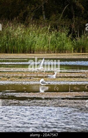 Seagull battenti sul lago Foto Stock