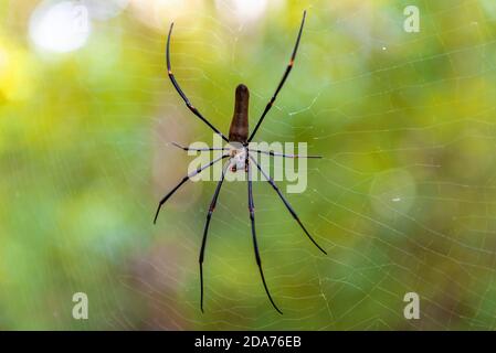 Golden-Orb Spider, territorio del Nord, Australia Foto Stock