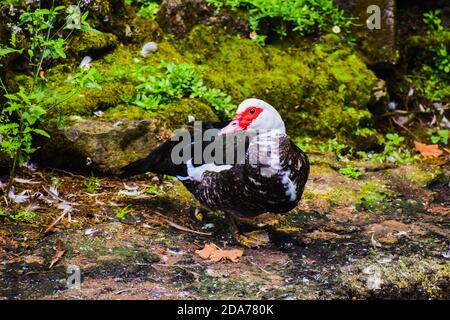 outdoors anatra in azzorre Foto Stock