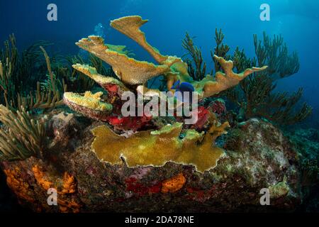 Corallo Elkhorn (Acropora Palmata) sul sito di immersione Maze al largo dell'isola di Sint Maarten, Caraibi olandesi Foto Stock