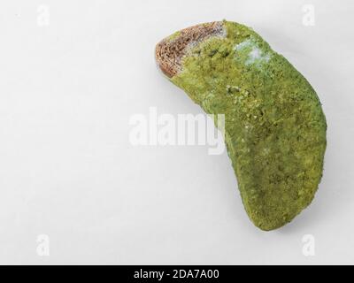 Un pezzo di pane coperto di muffa verde su un isolato di fondo bianco. Foto Stock