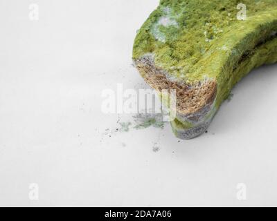 Un pezzo di pane coperto di muffa verde su un isolato di fondo bianco. Foto Stock