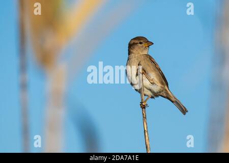 Casa Sparrow Passer domesticus Costa Ballena Cadiz Spagna Foto Stock