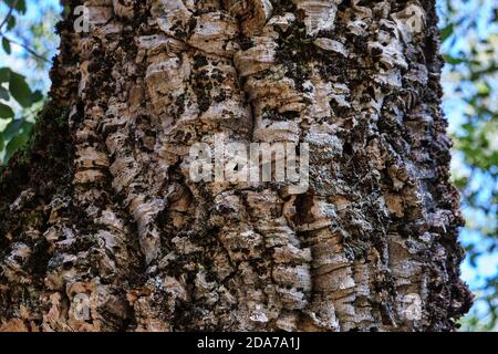 Primo piano di quercus suber, quercia di legno di corkwood in Sardegna, Italia Foto Stock