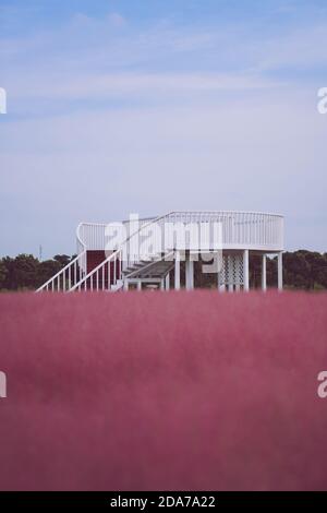 Rosa muhly erba e ragazze Foto Stock