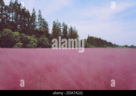 Rosa muhly erba e ragazze Foto Stock