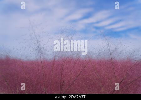 Rosa muhly erba e ragazze Foto Stock