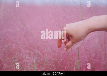 Rosa muhly erba e ragazze Foto Stock