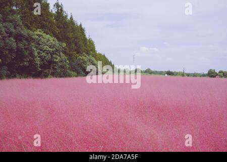 Rosa muhly erba e ragazze Foto Stock