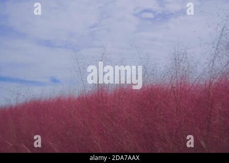 Rosa muhly erba e ragazze Foto Stock