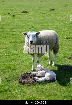 Texel Ewe la riparò con agnello dal caldo sole estivo in un prato estivo, Inghilterra settentrionale, Regno Unito, GB. Foto Stock