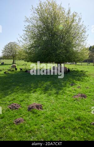 Texel Ewe è con agnelli al riparo dal sole caldo in un prato estivo, Inghilterra settentrionale, Regno Unito, GB. Foto Stock