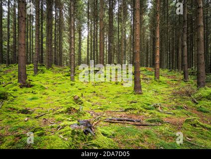 Verde foresta di mossi nelle Ardenne, Belgio. Foto Stock