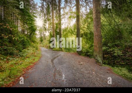 Sentiero pedonale nella foresta belga delle Ardenne vicino al Monte Rigi. Foto Stock