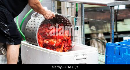 Le aragoste fresche del Maine appena cotte al vapore vengono versate in un contenitore per raffreddarsi prima di essere servite ai clienti in un ristorante. Foto Stock
