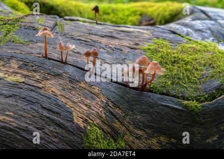 I minuscoli funghi a forma di campana germogliano da una fessura nella tronco bagnato di un albero caduto in una foresta autunnale Foto Stock