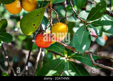Primo piano di Arbutus unedo, frutti di fragola nella foresta di Sardegna, Italia Foto Stock