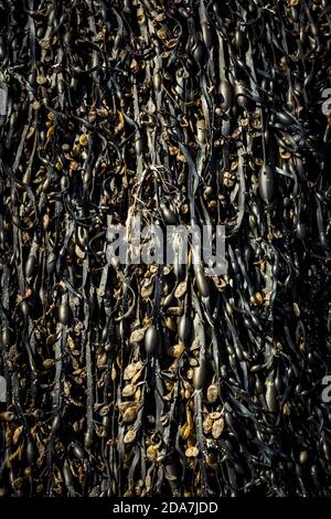 Primo piano delle specie di Fucus (Bladderrack) alghe, Scozia. Foto Stock