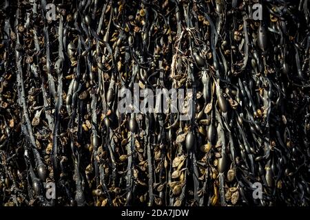 Primo piano delle specie di Fucus (Bladderrack) alghe, Scozia. Foto Stock