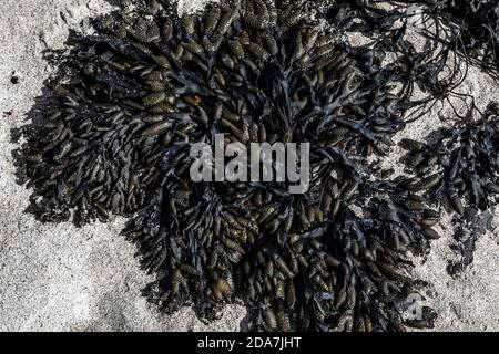 Primo piano delle specie di Fucus (Bladderrack) alghe marine su una spiaggia di sabbia, Scozia. Foto Stock