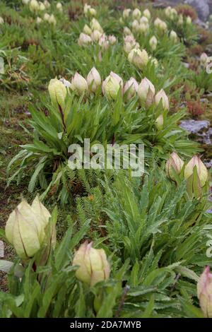 Fiore di Himalaya Brahma Kamal nome scientifico Saussurea oblvallata. La Saussurea obvallata è una specie di pianta fiorita delle Asteracee. Foto Stock