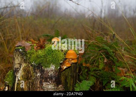Piccoli funghi arancioni, probabilmente ciottoli di pecora, mutabilis di Kuehneromyces, che crescono insieme con muschi e felci su un ceppo di alberi di marciume Foto Stock
