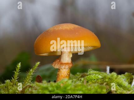 Piccolo fungo arancione, probabilmente ciuffo di legno di Sheathed, Kuehneromyces mutabilis, che cresce insieme con muschio su ceppo di albero di marciume Foto Stock