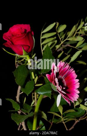 Rosa di fronte a sfondo nero con un fiore rosa Foto Stock