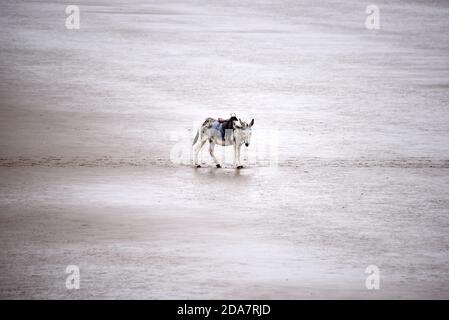 Un asino solitario si erge da solo sulla spiaggia di Weston-super-Mare su un giorno di overcast alla fine della stagione Foto Stock