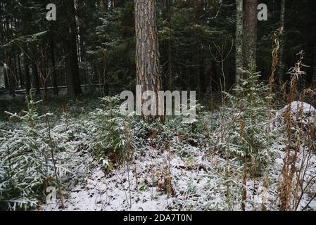 Paesaggio forestale. Fine autunno, dopo una nevicata. Il tronco di un pino con tracce di buchi di picchio rosso nella corteccia del tronco. Foto Stock