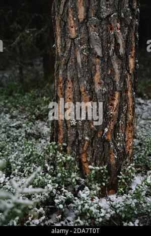 Paesaggio forestale. Fine autunno, dopo una nevicata. Il tronco di un pino con tracce di buchi di picchio rosso nella corteccia del tronco. Foto Stock