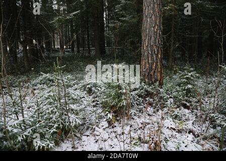 Paesaggio forestale. Fine autunno, dopo una nevicata. Il tronco di un pino con tracce di buchi di picchio rosso nella corteccia del tronco. Foto Stock