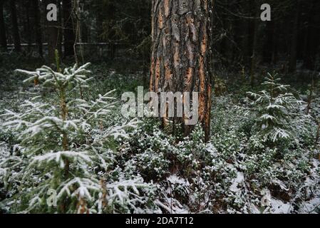 Paesaggio forestale. Fine autunno, dopo una nevicata. Il tronco di un pino con tracce di buchi di picchio rosso nella corteccia del tronco. Foto Stock