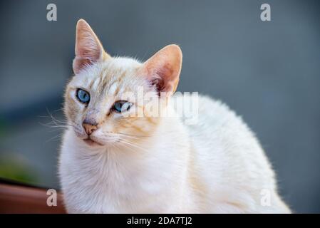 il gatto bianco con gli occhi blu Foto Stock