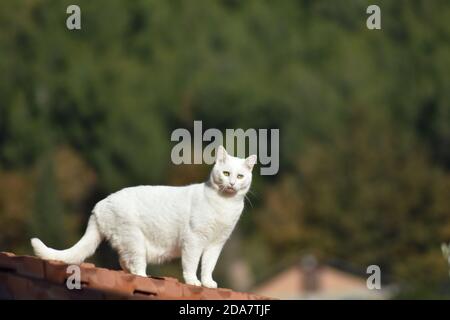 il mio cucciolo di gatti, emma, jerry Foto Stock