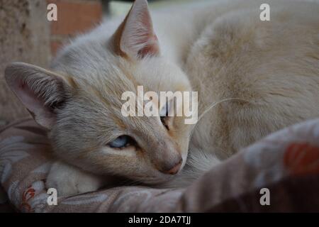 il mio cucciolo di gatti, emma, jerry Foto Stock