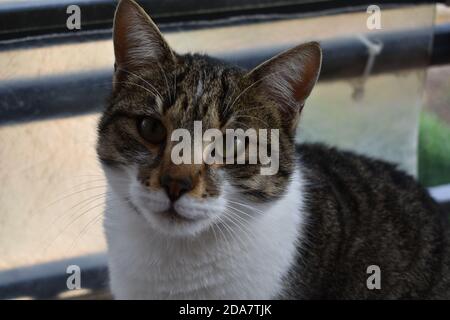 il mio cucciolo di gatti, emma, jerry Foto Stock