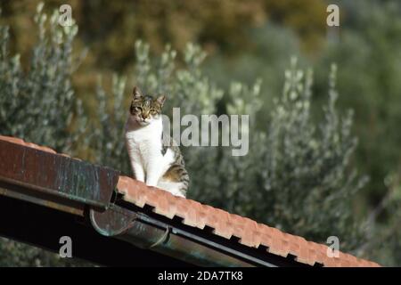 il mio cucciolo di gatti, emma, jerry Foto Stock