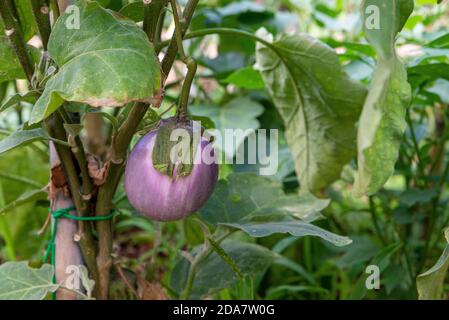 coltivare melanzane nella loro pianta usata per contorni Foto Stock