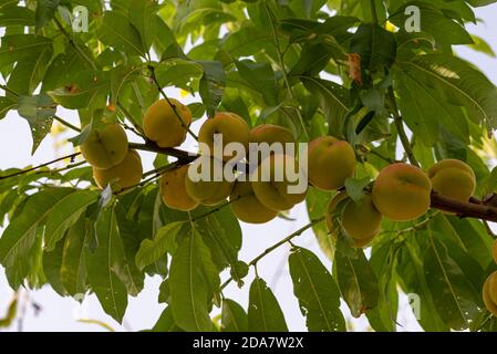 Settembre pesche sulla pianta pronto per la raccolta Foto Stock