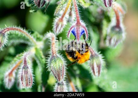bombo di paschi sul boraggio Foto Stock